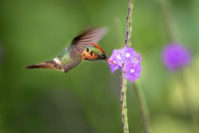 丛生的花雀(Lophornis ornatus)悬停在紫罗兰花旁，鸟儿在飞翔，加勒比特立尼达和多巴哥