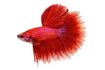 半月斗鱼一串红暹罗对抗水族鱼