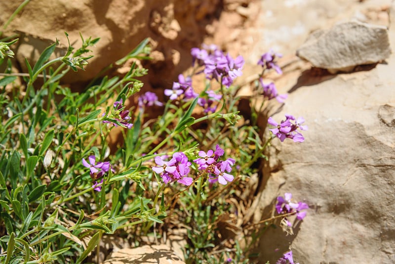 紫色花朵Hesperis