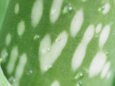 植物中的爱