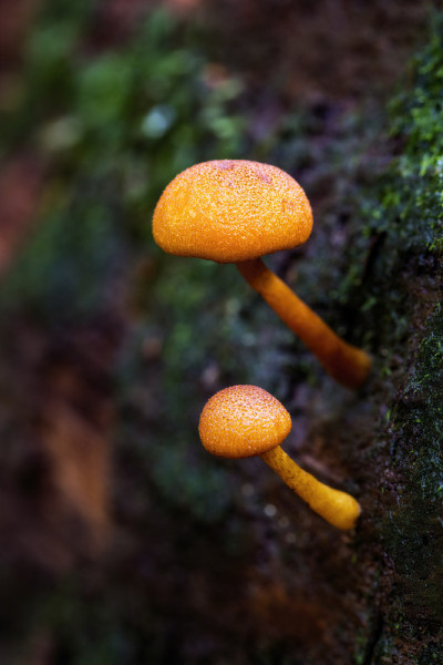 在阿波罗湾附近，大洋路的Maits Rest雨林漫步上的真菌。