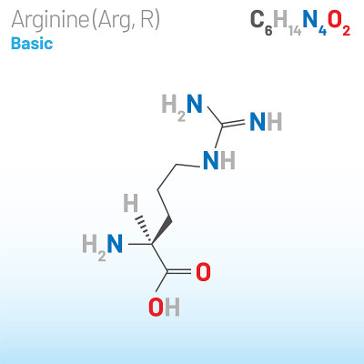 精氨酸(Arg, R)氨基酸分子。(化学公式C6H14N4O2)