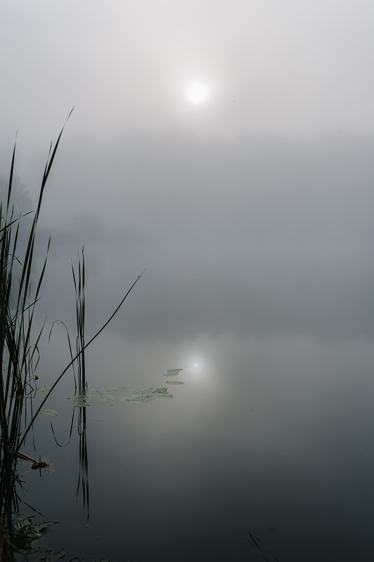 雾、草、树映衬着湖泊和大自然。钓鱼的背景。鲤鱼钓鱼。有雾的早晨。大自然。野生地区。这条河。日出。