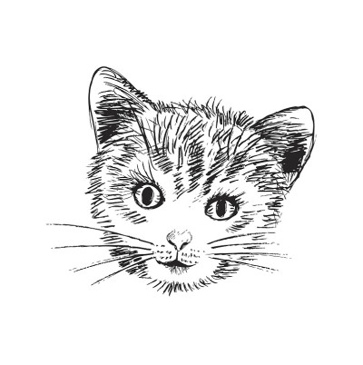 猫的头