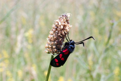 六斑榆蠹蛾(Zygaena filipendulae)特写