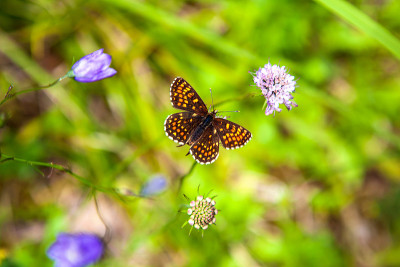 蝴蝶Melitaea diamina。背侧。假石南贝母，蛱蝶科蝴蝶。