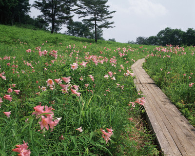 小百合他