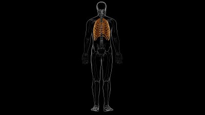 人体骨骼解剖肋骨笼3D渲染