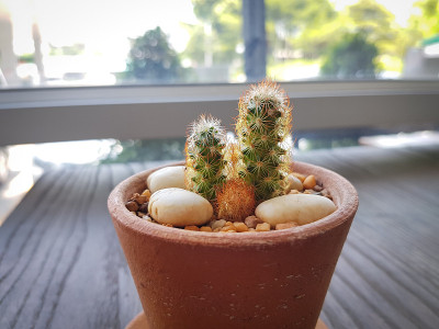 花盆里的小仙人掌