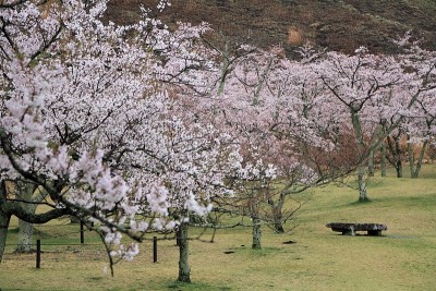 日本静冈县伊豆的佐藤樱(多雨)