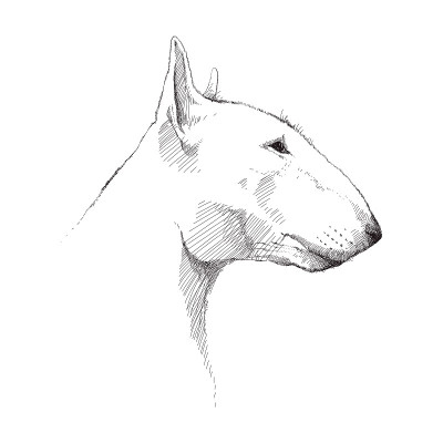 矢量素描的斗牛犬头孤立在白色