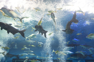 彩虹鲨鱼，湄公河巨型苏琪鲶鱼，水族馆里的鲶鱼