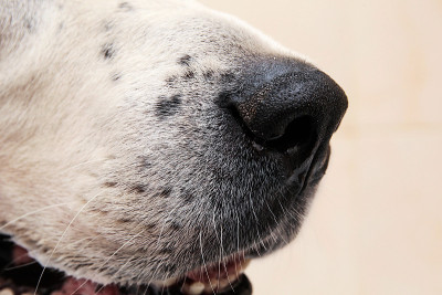 中亚牧羊犬洗澡。狗在洗泡泡浴。Alabai梳理狗。