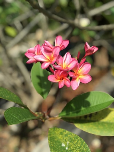Plumeria