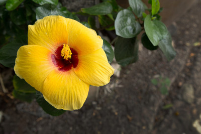 芙蓉黄色的花朵特写的形象