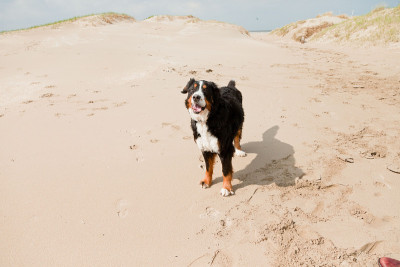 Happy berner sennen狗户外在海滩上奔跑。