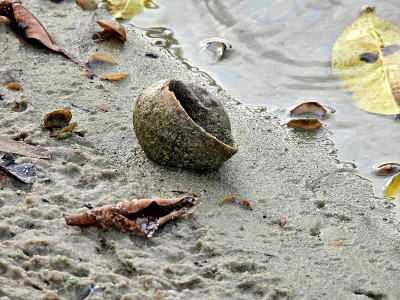 苹果蜗牛壳(壶腹螺科)在水边的沙子