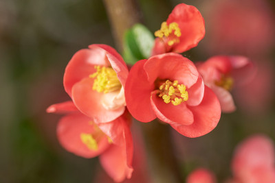 日本木瓜的花