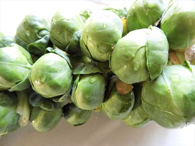 布鲁塞尔sprouts4