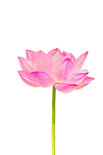 莲花