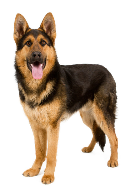 德国牧羊犬