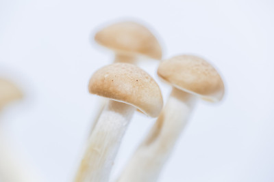 蘑菇
