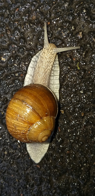 蜗牛在潮湿的柏油路上爬行