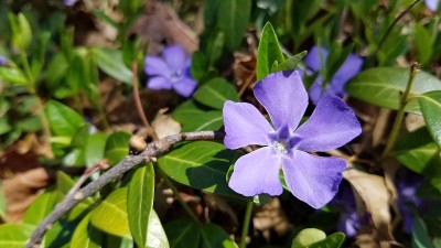 紫花长春草