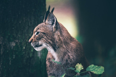 栖息在林地中的欧亚猞猁。侧视图。