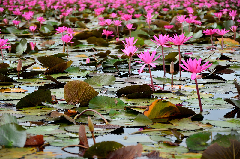 湖中荷花