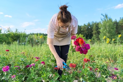 穿着围裙的女园丁用花园剪刀撕扯一束百日菊
