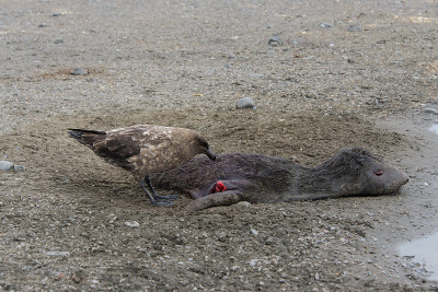 水肺鱼吃死海豹