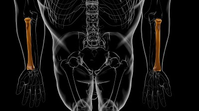 人体骨骼解剖桡骨3D渲染