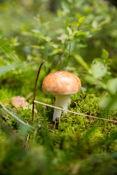 森林蘑菇