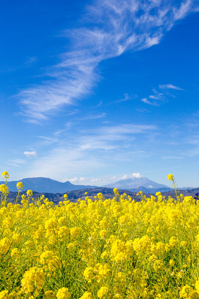 日本的油菜田和富士山