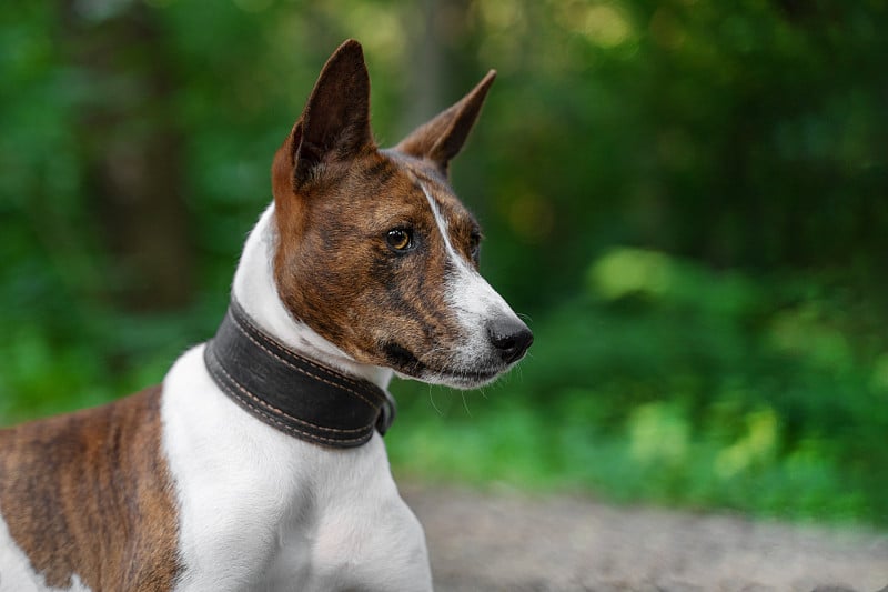 夏日森林里的红色巴辛吉的肖像。Basenji Kongo梗犬。