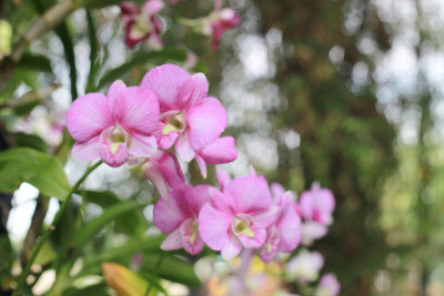 粉色兰花花在花园模糊背景，粉色花模糊背景