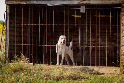 Сentral亚洲牧羊犬