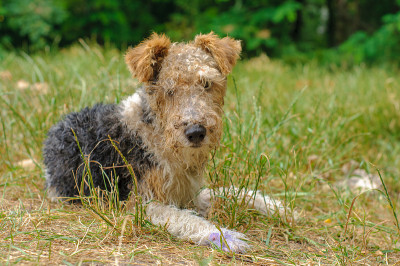 狐狸犬