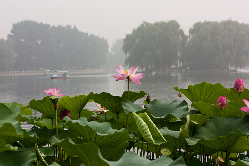 雾晨，北海公园，北京，前景荷花