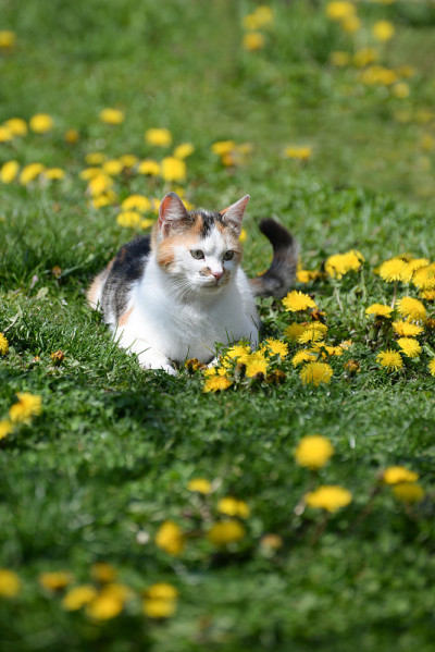 猫