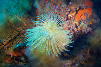 地中海fanworm