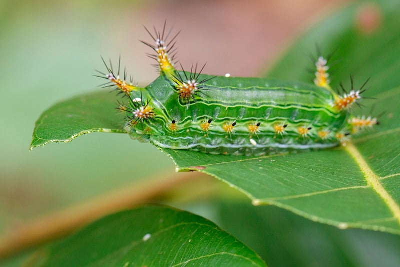 刺荨麻蛞蝓毛虫图片(杯蛾，Limacodidae)绿色叶子上的“绿色掠夺者”。昆虫的动物。