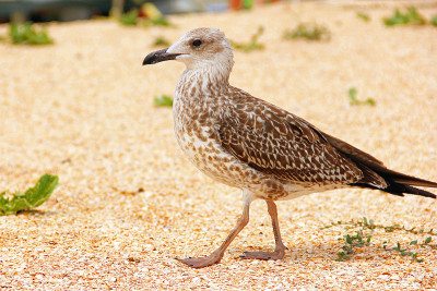 Larus argentatus。海边的银色海鸥。海鸥