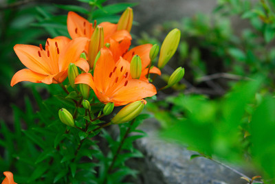 夏天的花