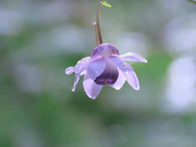 荷花在小雨中绽放