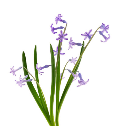 野生风信子花孤立在白色背景上。风信子胶。美丽的春天的花朵。