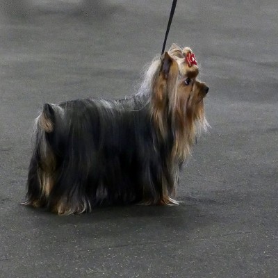 的犬
