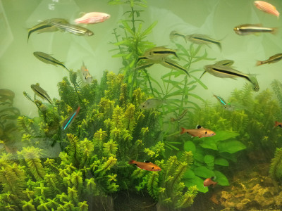 鱼在水族馆