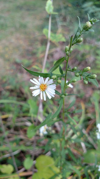 小白的野花雏菊